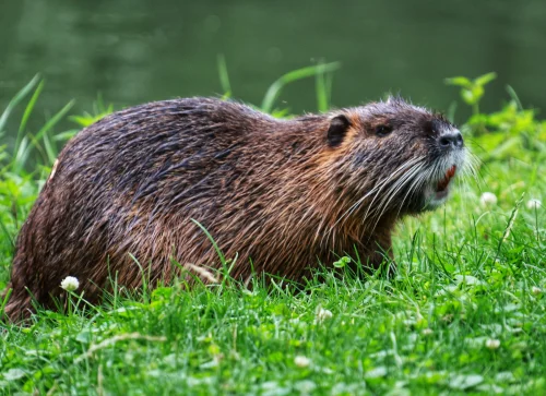 Avatar capybara 60
