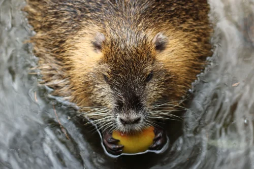 Avatar capybara 1