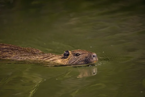Avatar capybara 2