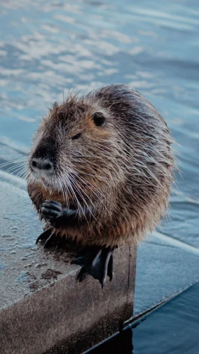 Avatar capybara 3