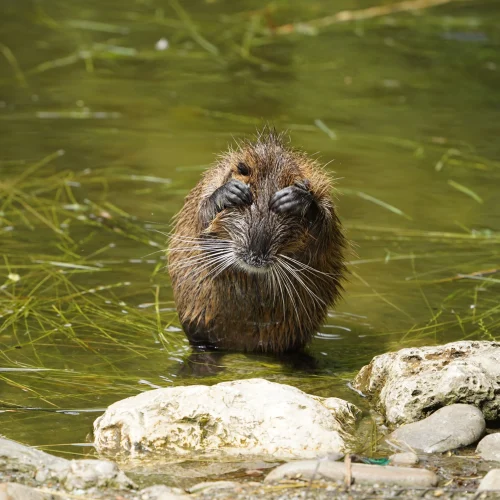 Avatar capybara 4