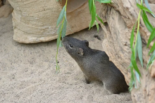 Avatar capybara 5