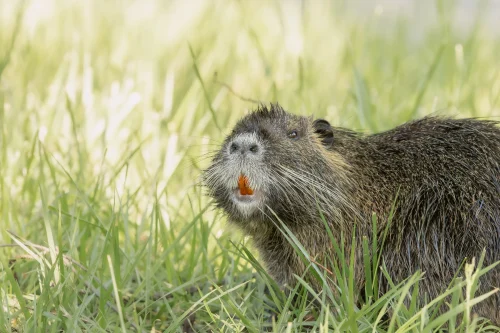 Avatar capybara 6