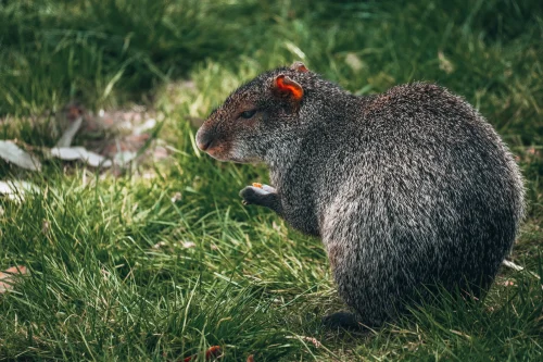 Avatar capybara 7