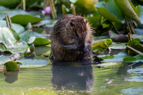 Avatar capybara 8