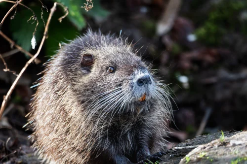 Avatar capybara 9