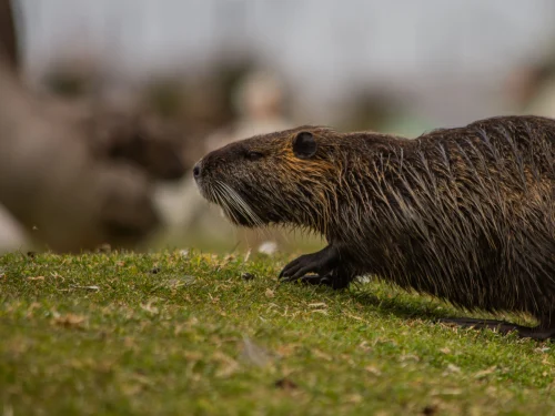 Avatar capybara 10
