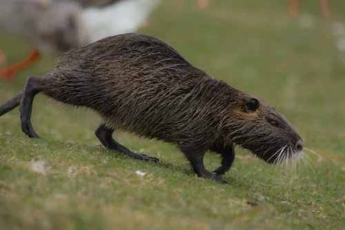 Avatar capybara 11