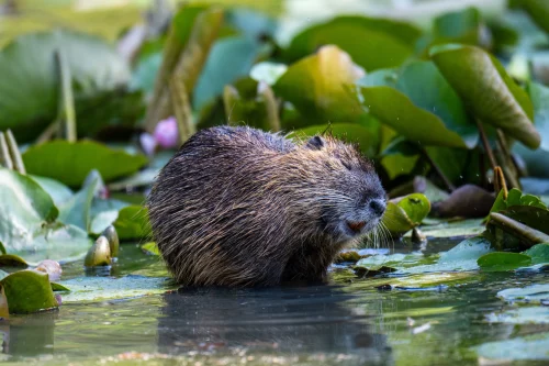 Avatar capybara 13