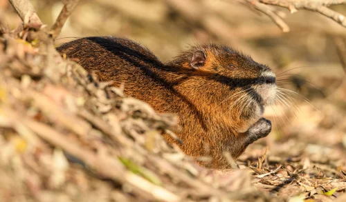 Avatar capybara 14