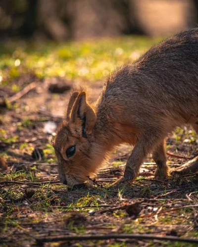 Avatar capybara 15