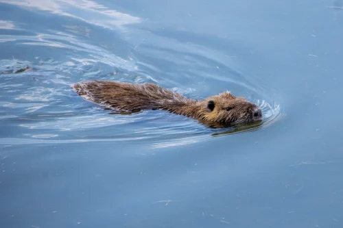 Avatar capybara 16