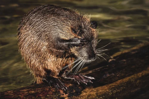 Avatar capybara 17