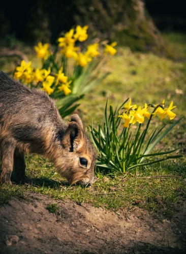 Avatar capybara 18