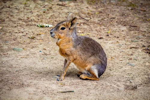 Avatar capybara 20