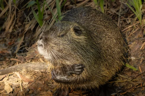 Avatar capybara 21