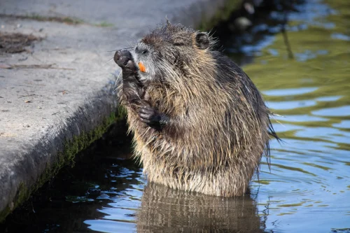 Avatar capybara 22