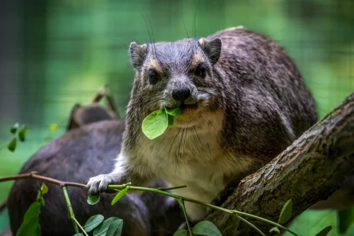 Avatar capybara 23