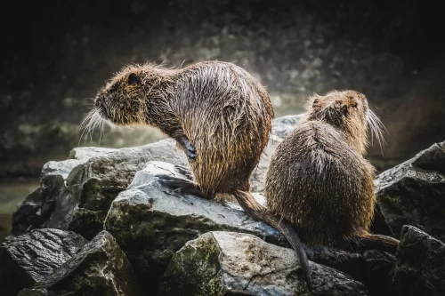 Avatar capybara 24
