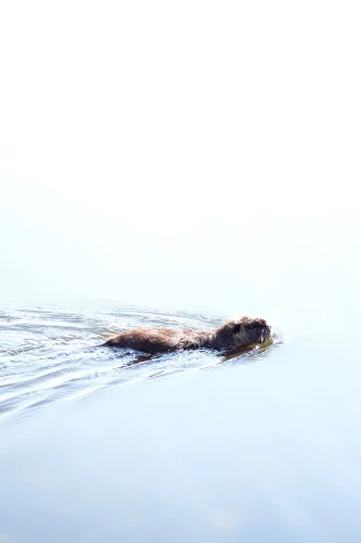 Avatar capybara 25
