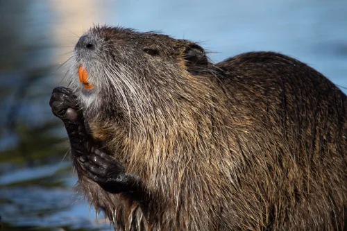 Avatar capybara 26