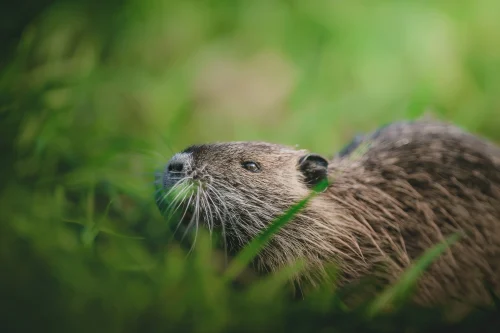 Avatar capybara 27