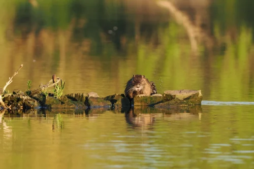 Avatar capybara 28