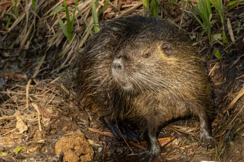Avatar capybara 29