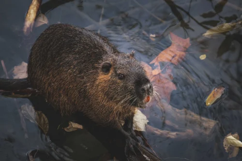 Avatar capybara 30