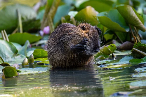 Avatar capybara 32