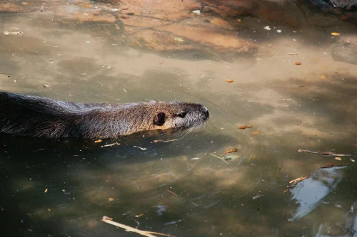 Avatar capybara 33