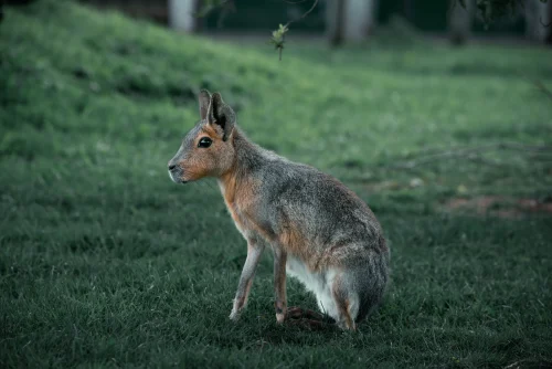 Avatar capybara 34