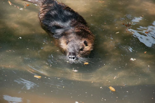 Avatar capybara 35