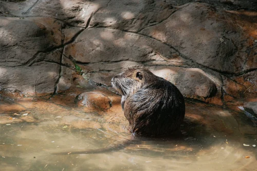 Avatar capybara 36