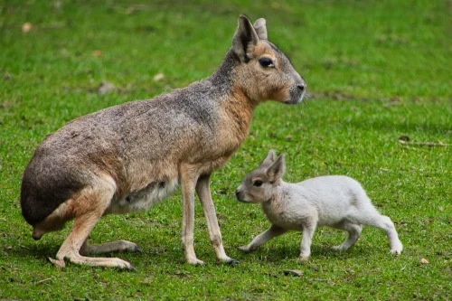 Avatar capybara 38