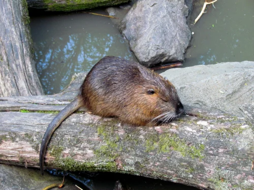 Avatar capybara 39