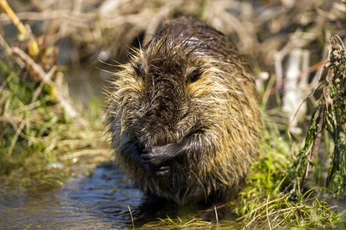 Avatar capybara 40