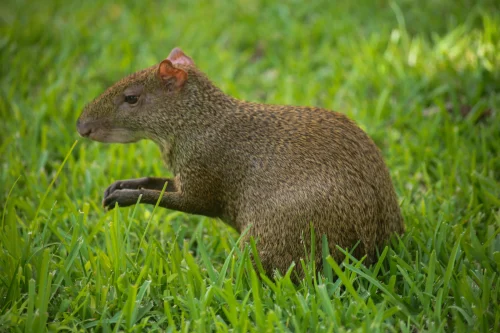Avatar capybara 41