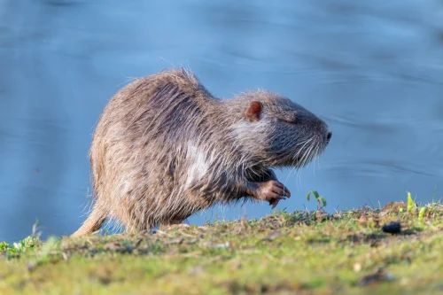 Avatar capybara 42