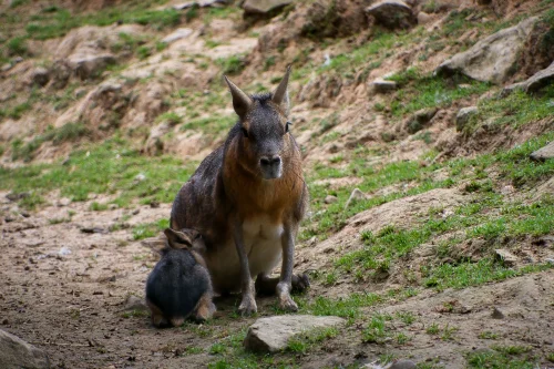 Avatar capybara 43