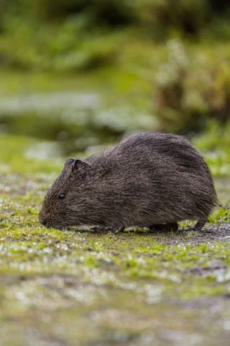 Avatar capybara 44