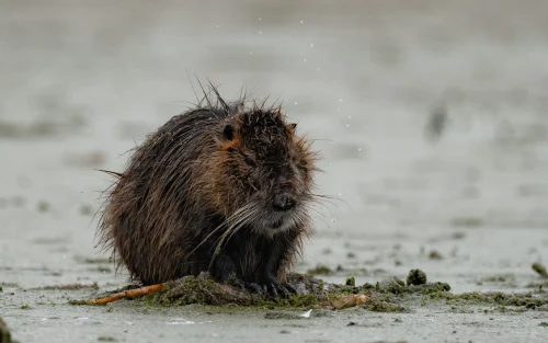 Avatar capybara 45