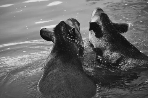 Avatar capybara 46