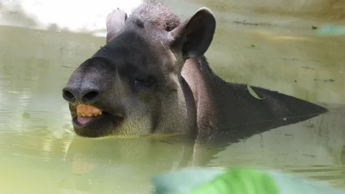 Avatar capybara 47