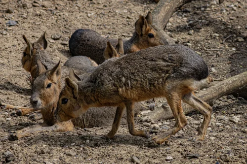 Avatar capybara 48
