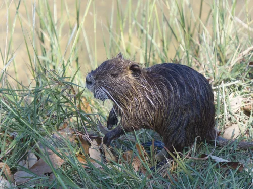 Avatar capybara 49