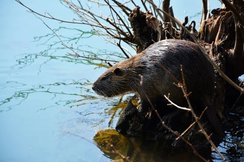 Avatar capybara 52
