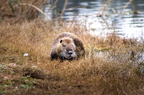 Avatar capybara 53