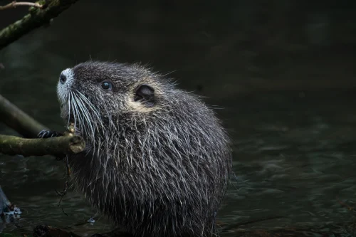 Avatar capybara 54
