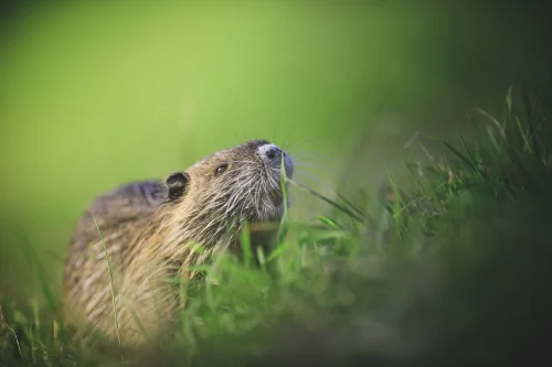 Avatar capybara 55